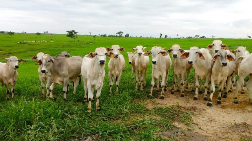 Criminosos invadem fazenda, rendem vaqueiro e roubam 57 bezerros; prejuízo é de R$ 140 mil