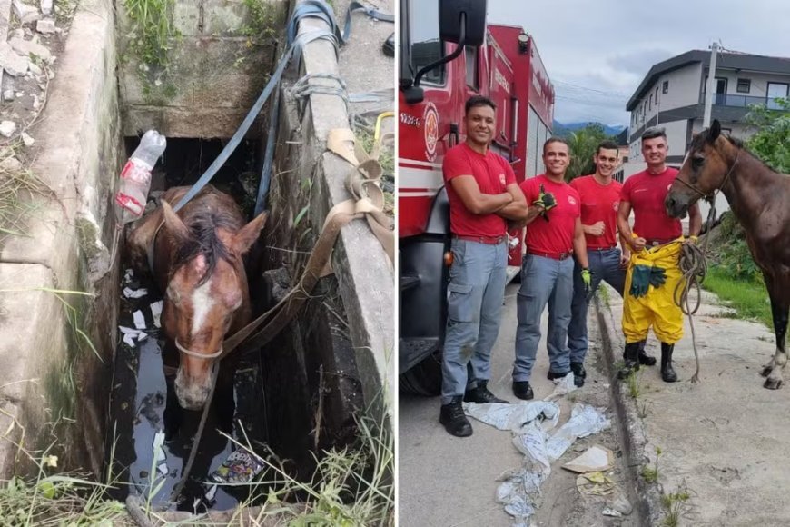 Corpo de Bombeiros resgata cavalo que caiu em bueiro cheio de água