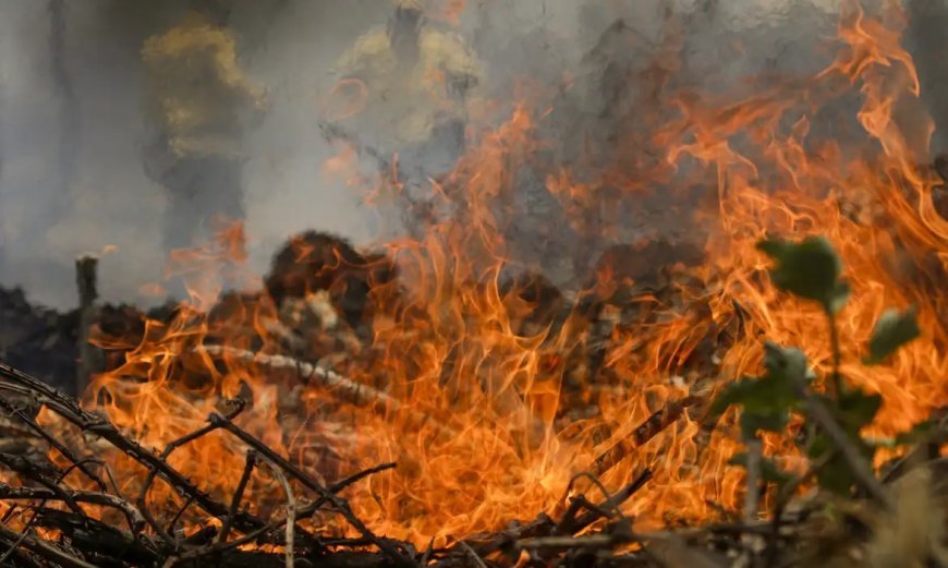 Mais de 25 mil animais foram resgatados de incêndios em 2024