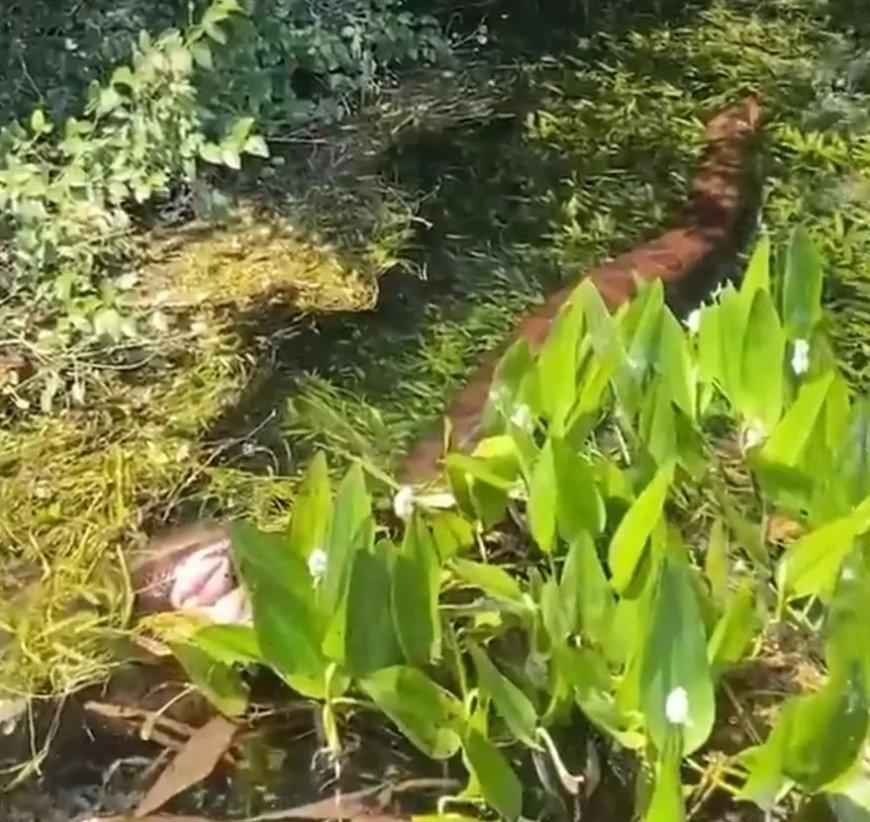 Sucuri gigante é vista enrolada em capivara no rio, em Bonito