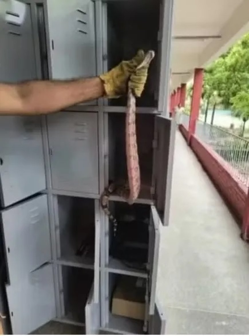 Serpente é encontrada em armário de escola e bombeiros fazem o resgate, em Fortaleza