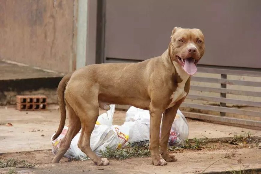 Criança de 8 anos é atacada por pit bull e tem parte da orelha arrancada