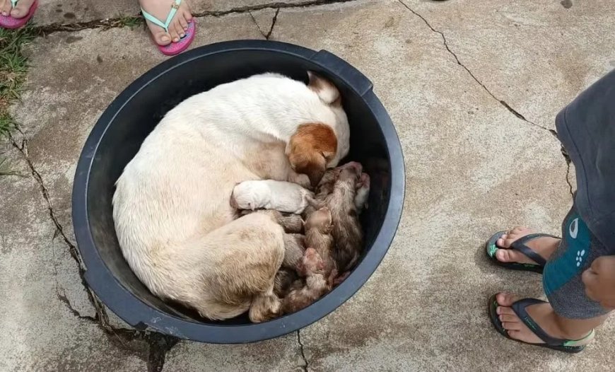 Oito filhotes são resgatados após cadela dar à luz dentro de bueiro no Paraná