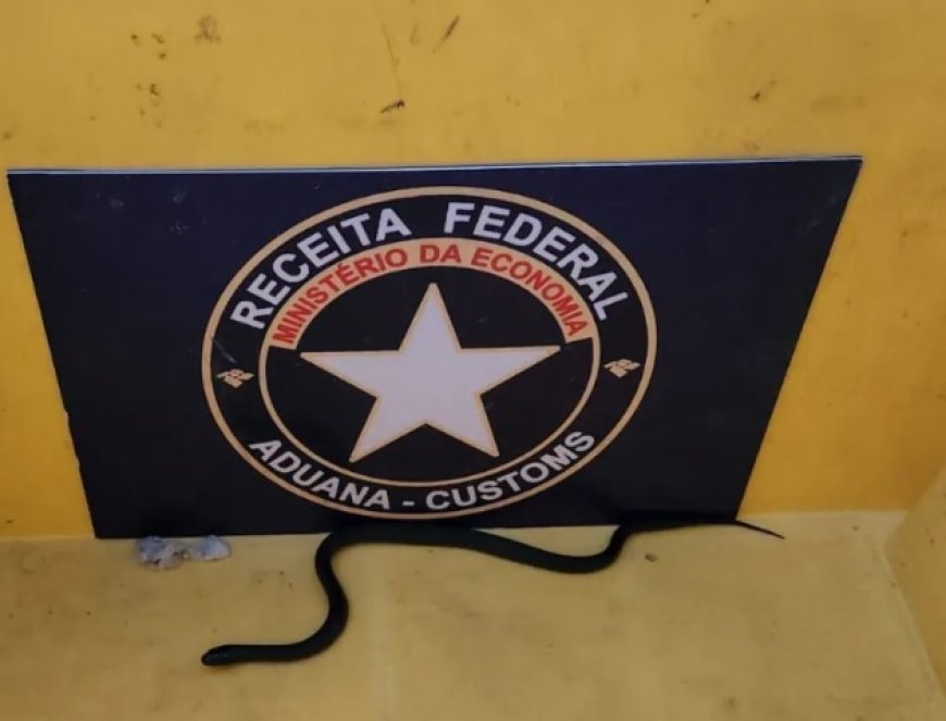 Receita apreende duas cobras da espécie real-mexicana-negra em Fortaleza