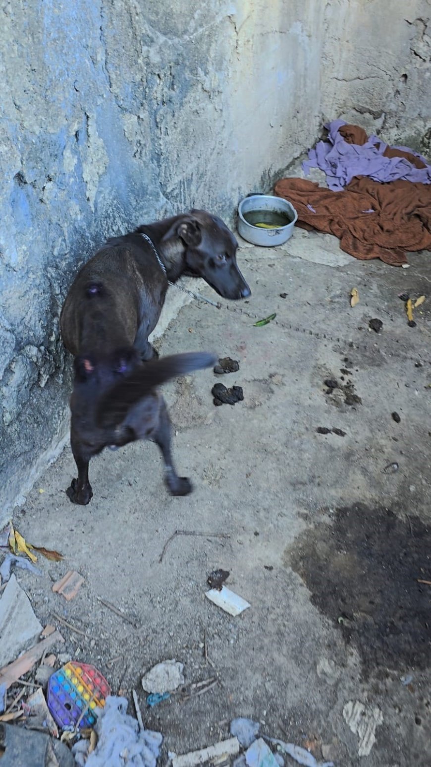 PCES resgata cães em situação de maus-tratos em Vitória