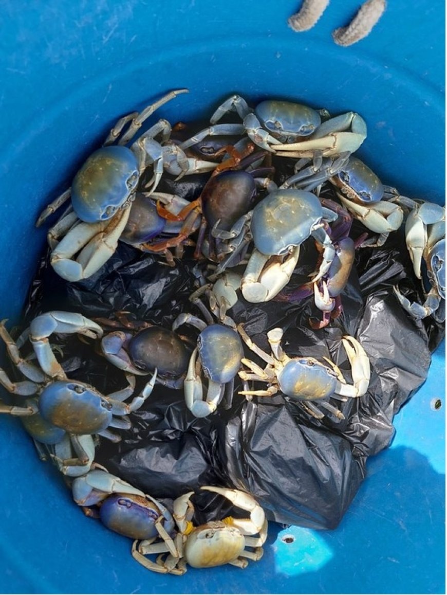 Restaurante é multado em R$ 1,6 milhão por vender caranguejo ameaçado de extinção