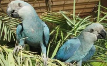 Importadas da Alemanha, 41 ararinhas-azuis vão ajudar a repovoar céu de Curaçá (BA)