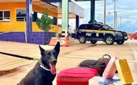 Cães farejadores da PRF ajudam a apreender pasta base de cocaína em ônibus na BR-364 em Mato Grosso