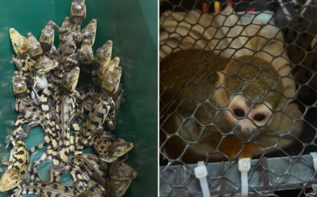 PM Rodoviária resgata macacos e filhotes de jacaré em rodovia no interior de SP