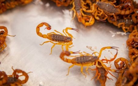 Instituto Butantan dá recomendações do que fazer ao encontrar um escorpião