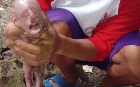 Leitão nasce com rosto humano em Filipinas e surpreende criador