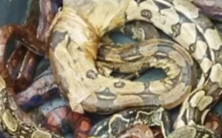 Briga de vizinhos termina em apreensão de animais exóticos