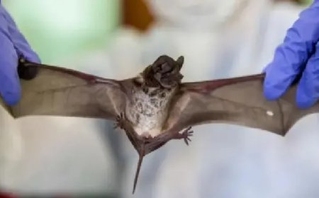 Novo tipo de coronavírus é descoberto em morcegos na China