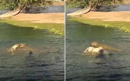Cachorro escapa de ataque de jacaré em lagoa; VEJA O VÍDEO