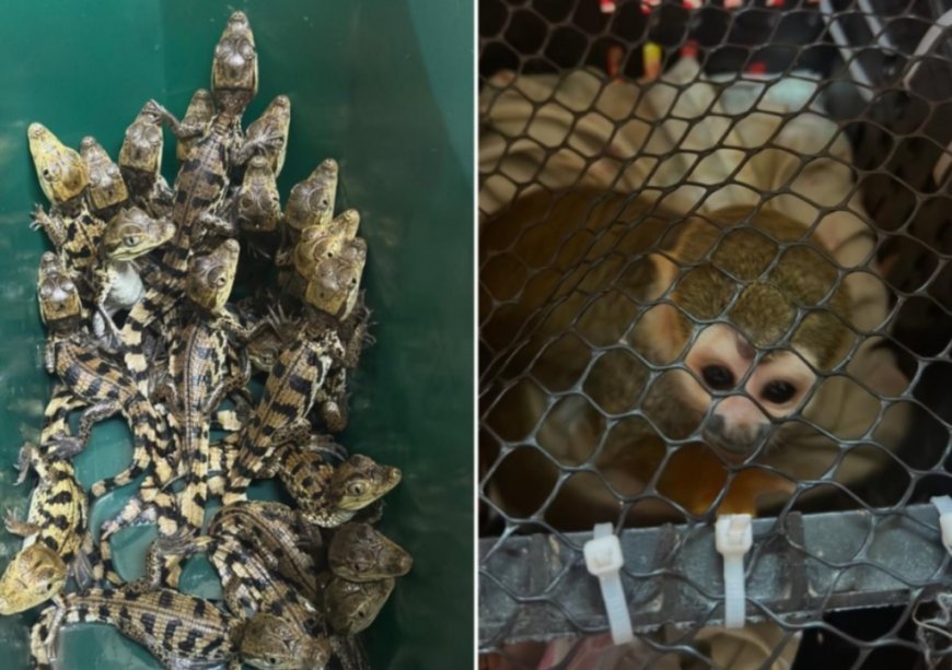 PM Rodoviária resgata macacos e filhotes de jacaré em rodovia no interior de SP