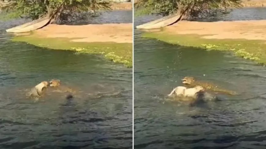 Cachorro escapa de ataque de jacaré em lagoa; VEJA O VÍDEO