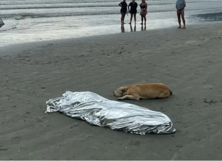 Cachorro fica ao lado de dono que morreu afogado em Balneário Camboriú