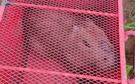 Bombeiros atendem ocorrências de captura e soltura de animais silvestres no interior de MT