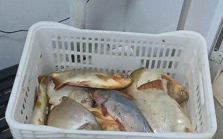Sema e PM apreendem 13,8kg de pescado e aplicam R$ 7.070 em multa