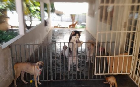 Polícia Civil esclarece suposto furto de cães que foram resgatados por uma ONG