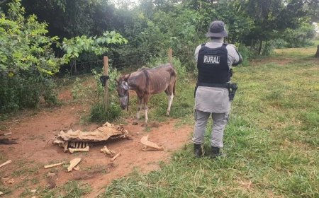 Operação conjunta fecha abatedouro clandestino de cavalos em Anápolis