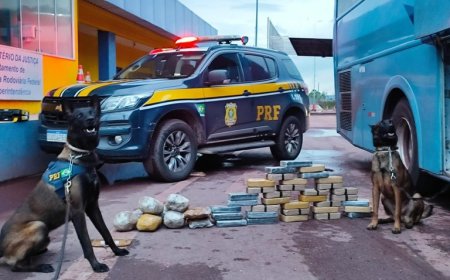 Com cães farejadores PRF apreende 36 Kg de cocaína em ônibus na BR-262
