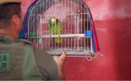 Polícia Ambiental resgata animais vítimas de maus-tratos no litoral de SP