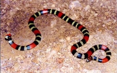 Mulher morde serpente em 'momento de desespero' após ser picada em SC