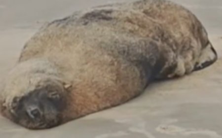 Lobo-marinho encalha após tomar sol em praia no litoral paulista