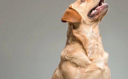 Homem pede indenização à empresa após ser mordido pelo próprio cachorro em home office