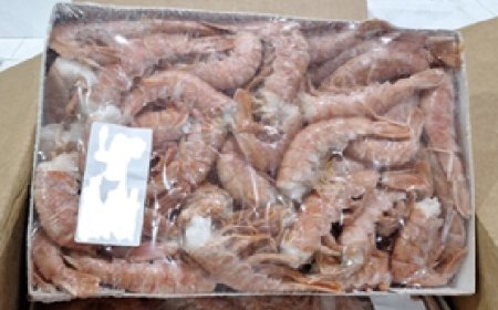 Ibama apreende 86 toneladas de pescado em Santa Catarina