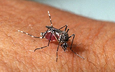 Sintomas da Dengue: Como identificar e quando procurar ajuda médica