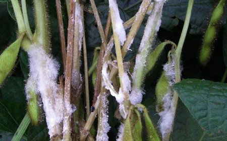 Descoberto fungo que pode ser a base para pesticidas naturais