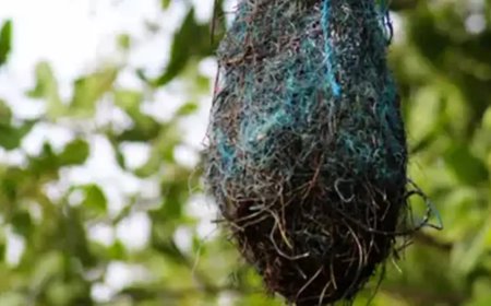 Poluição: no Brasil, aves estão fazendo ninhos com resíduos plásticos