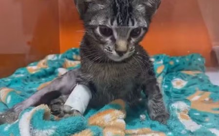 Psicólogo é indiciado 16 vezes por maus-tratos a animais no DF