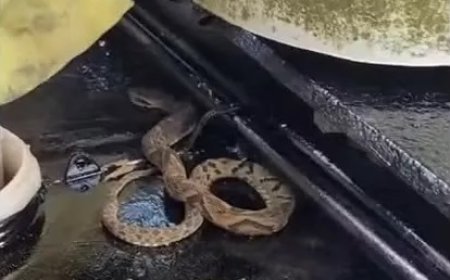 Biólogo usa óleo de cozinha para conseguir soltar jararaca presa a tinta fresca em SC