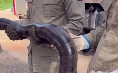 sucuri de 3 metros é resgatada dentro de casa no AC