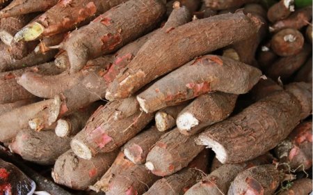 Brasil alerta para disseminação da Vassoura-de-Bruxa da mandioca