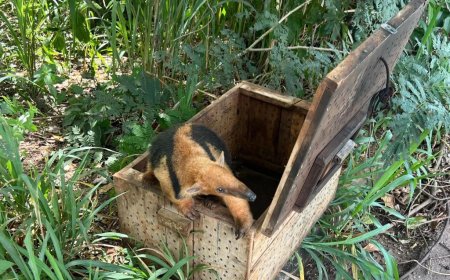 Corpo de Bombeiros realiza resgate de tamanduá-mirim no quintal de uma residência