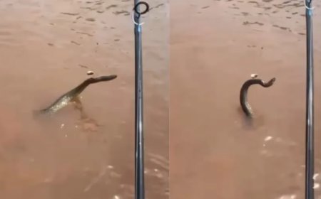 Pescador fisga cobra sucuri durante pesca em Goiás; VEJA O VÍDEO