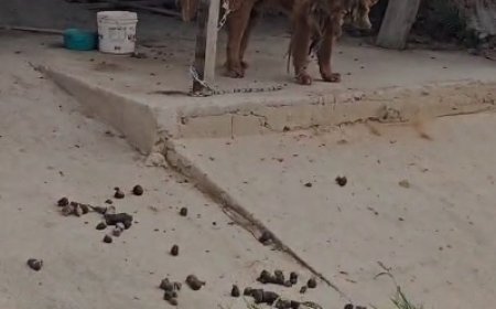 Polícia prende homem por maus-tratos aos animais