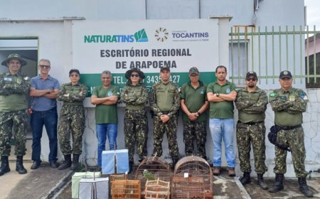 Naturatins realiza Operação Pássaro Livre e apreende 72 aves silvestres no Tocantins