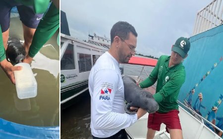 Estado e população resgatam filhote de peixe-boi