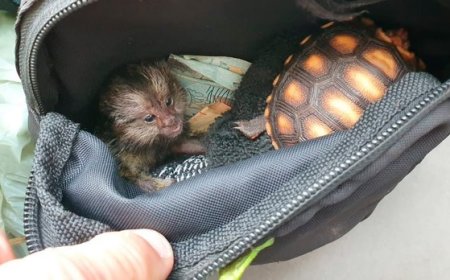 Ibama faz megaoperação e apreende dezenas de animais silvestres em feira no RJ; multas passam de R$ 270 mil!