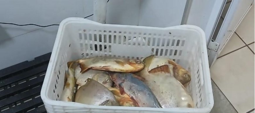 Sema e PM apreendem 13,8kg de pescado e aplicam R$ 7.070 em multa