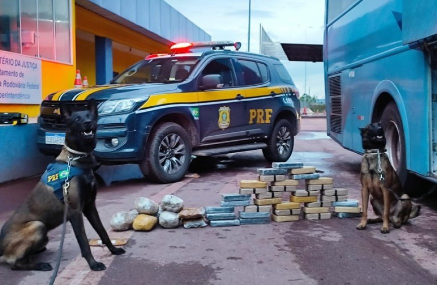 Com cães farejadores PRF apreende 36 Kg de cocaína em ônibus na BR-262