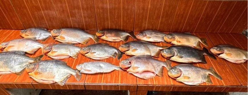 Sema e PM apreendem 18 quilos de pescado irregular durante fiscalização no Pantanal e aplica multa de R$13,3 mil