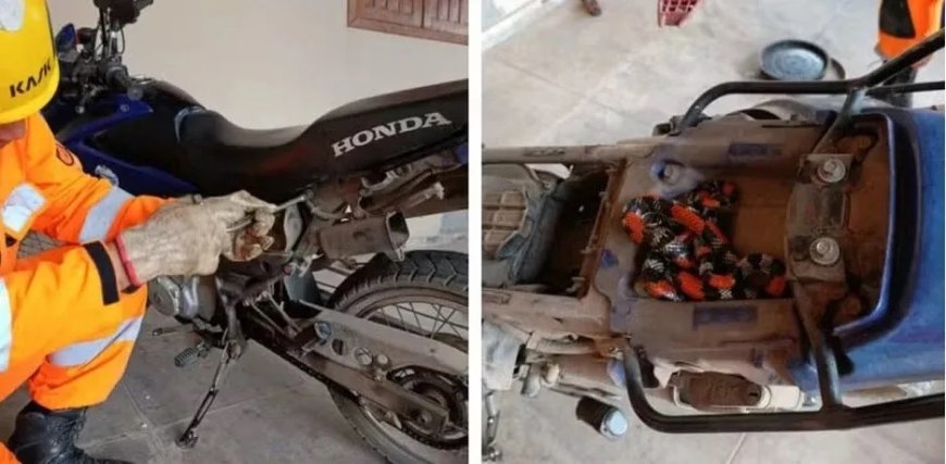 PERIGO!! Cobra-coral é encontrada escondida sob o banco de moto em Montes Claros