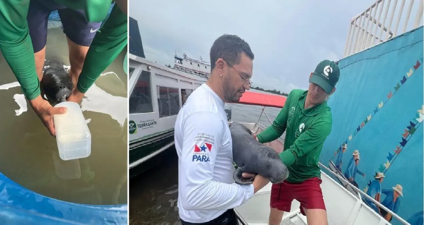 Estado e população resgatam filhote de peixe-boi
