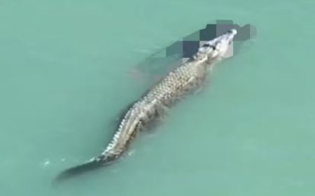 Crocodilo mata homem e nada com o corpo da vítima na boca